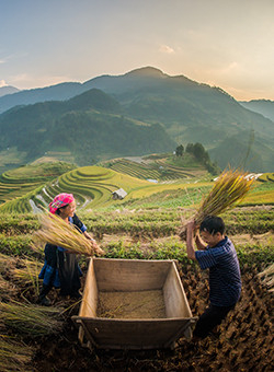 mu cang chai