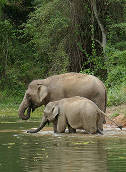 elephants laos
