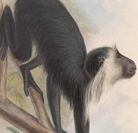 Découverte d’animaux