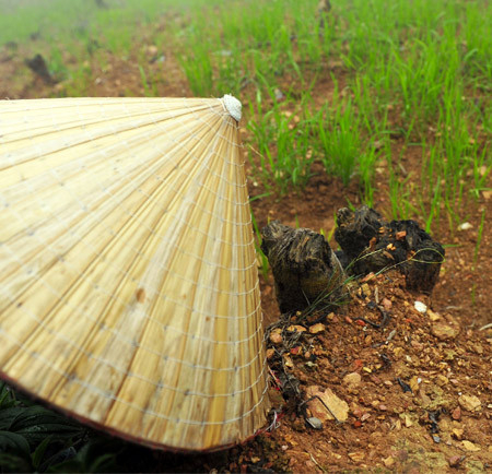 Rizières en terrasse