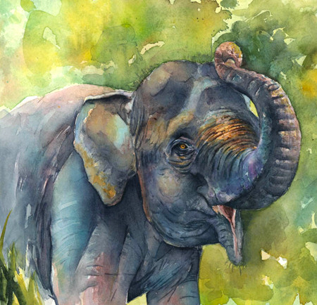 Découverte d’animaux