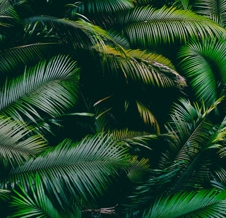 Jungles et parcs nationaux