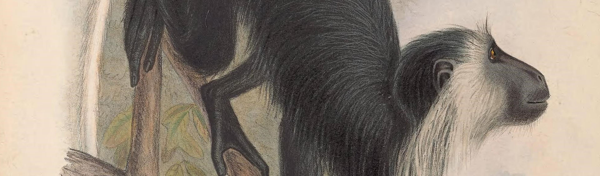 Découverte d’animaux - laos