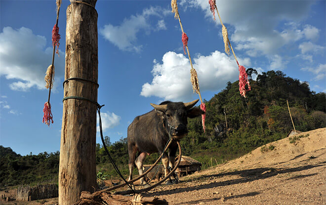 Fête traditionnelle Laos