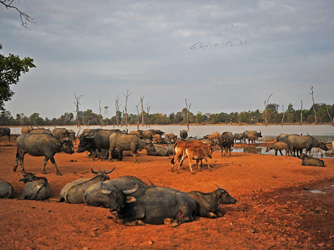 Le troupeau des buffles a cote de la riviere a Ratanakiri