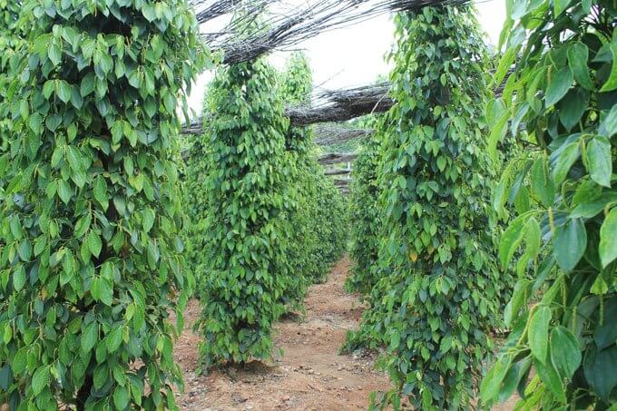 plantation poivre phu quoc