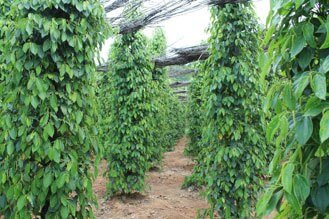 plantation poivre phu quoc