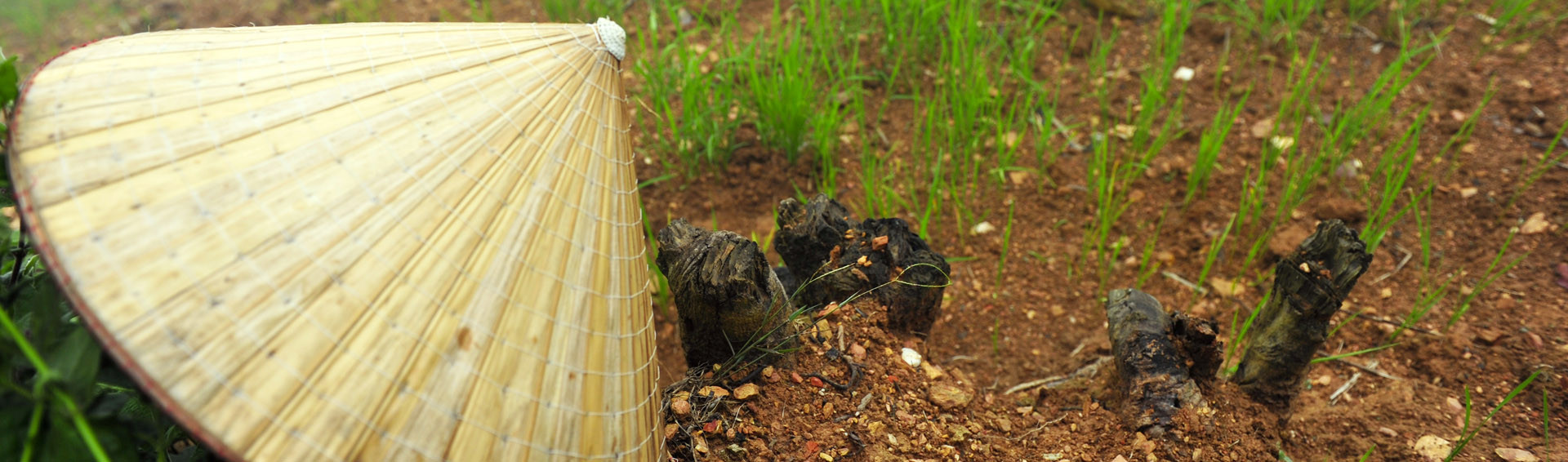 rizieres en terrasse