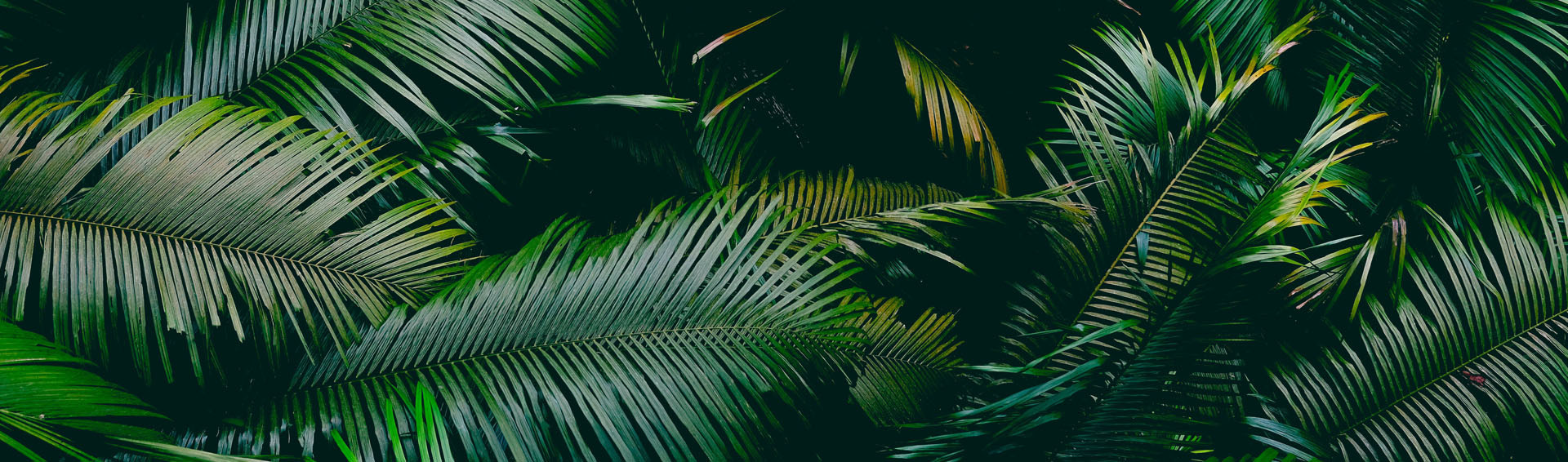 jungles parcs nationaux