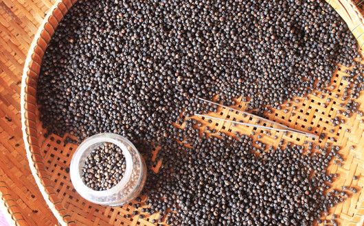 Le producteur de poivre de Kampot