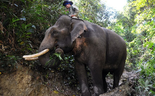 Les éléphants du Dak Lak