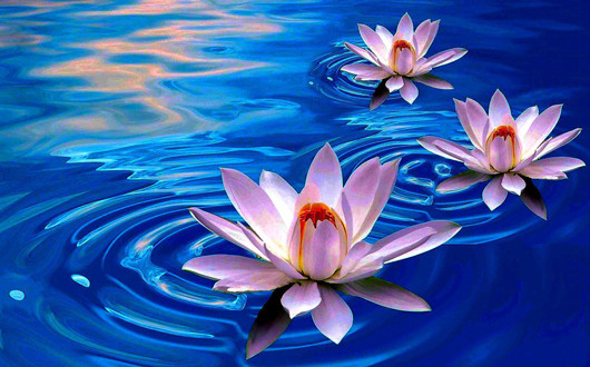 Les lotus de Samatoa Lotus Farm à Siem Reap