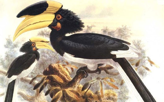 Les oiseaux du sud des Hauts-Plateaux du Centre