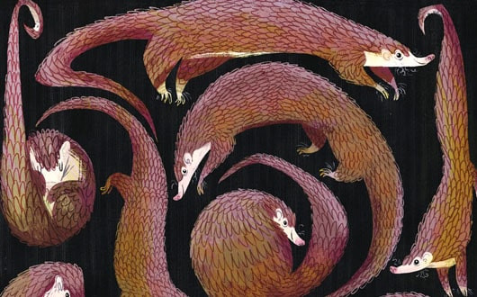 Les pangolins du parc national de Cuc Phuong