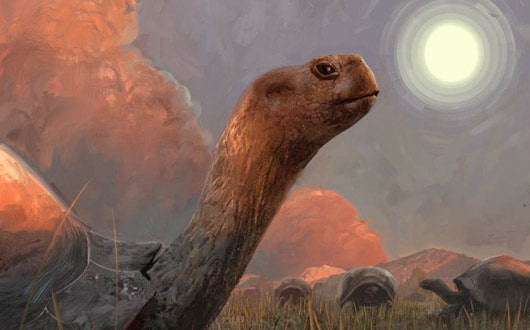 Les tortues du Nui Chua et de Con Dao