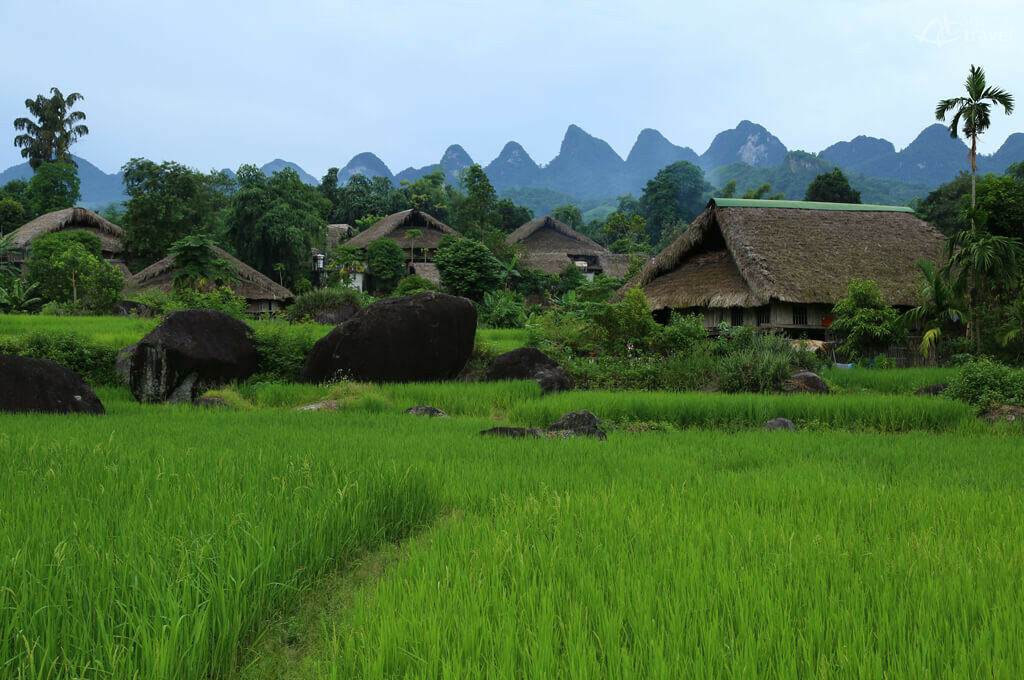 maisons rizieres vertes ha giang