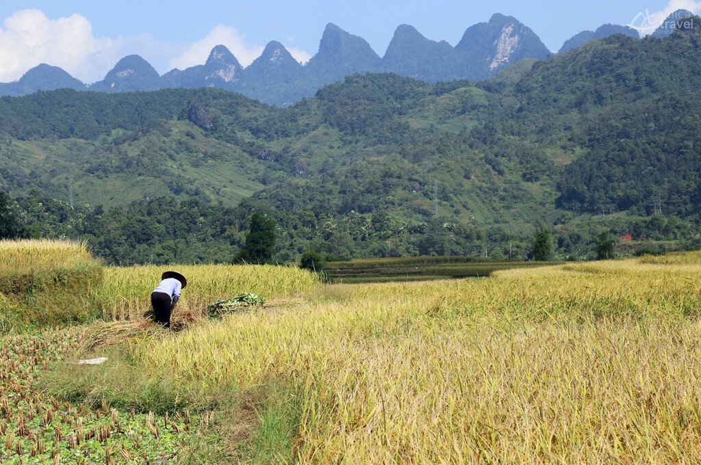 champs vue ha giang agricole