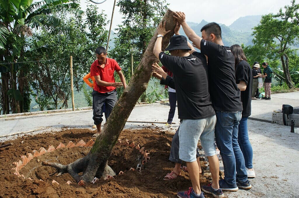 Plantation cour d'école