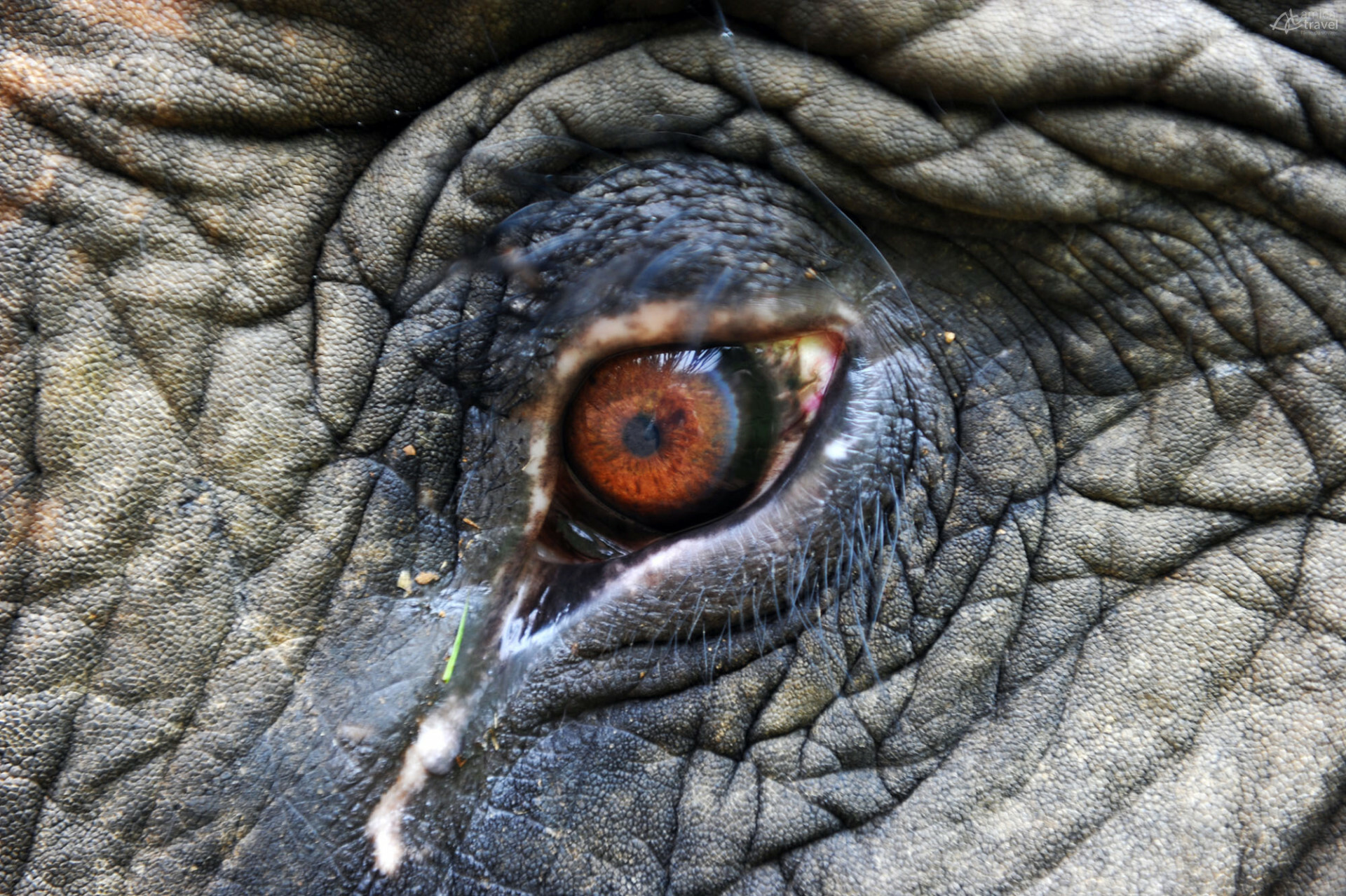 Voyage éléphants au Laos