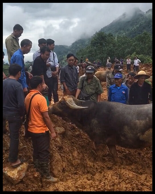 marche buffle vietnam