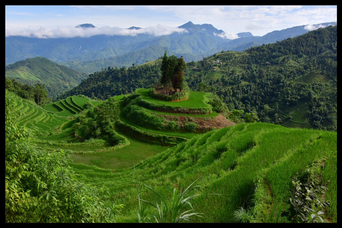 rizieres vietnam